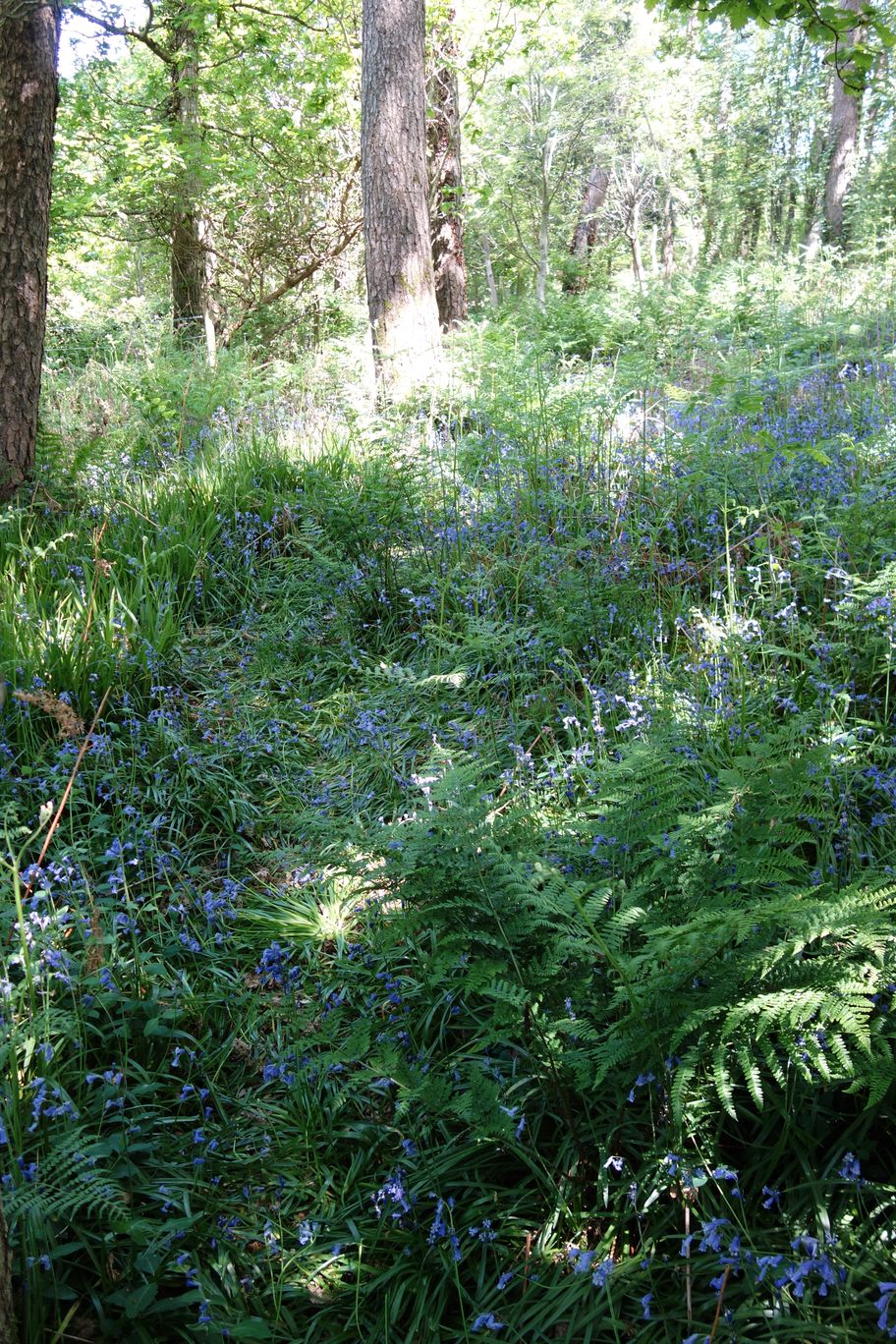 Path in the bluebells